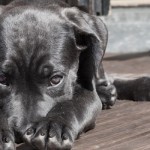 Dog Body Language