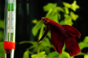 betta in tank