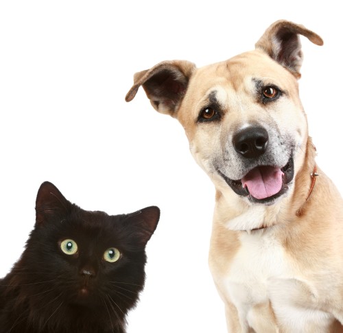 Cat And Dog