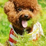 Teddy Bear Dog Sitting In The Grass