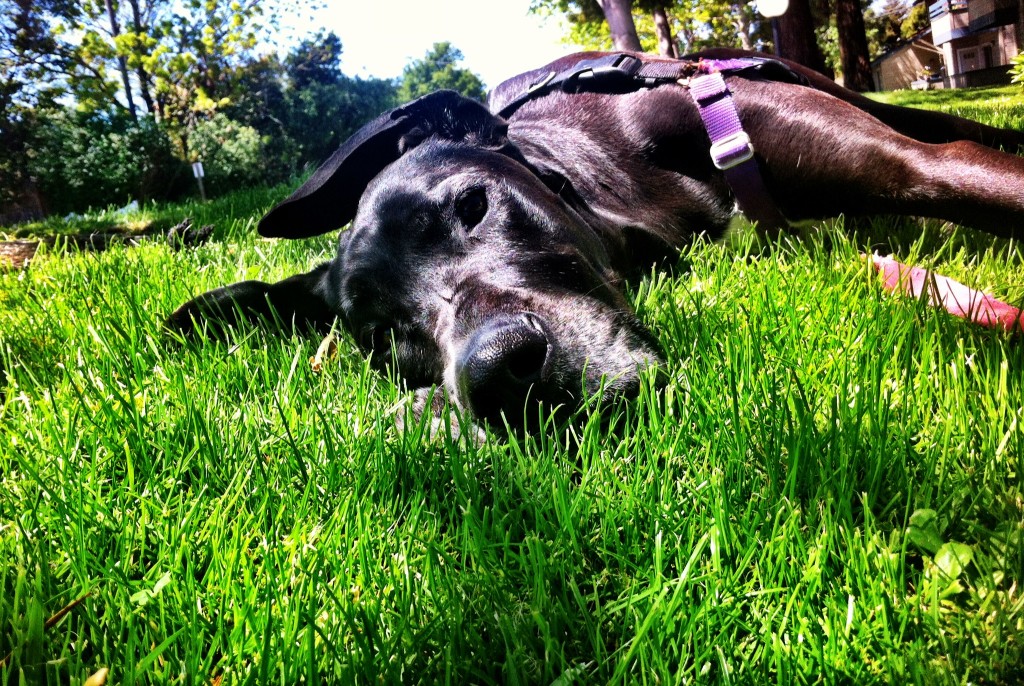 dog walking who's your walker