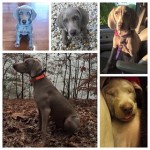 Weimaraner - wonderful dog