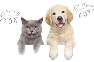 compare_top_dog_new_img