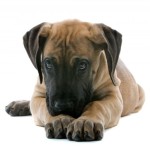 great dane puppy