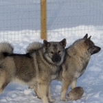 Norwegian Elkhounds at Kamia Kennel