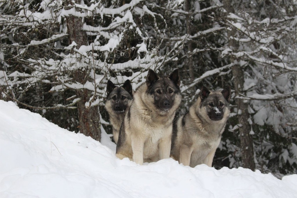 Norwegian Elkhounds at Kamia Kennel