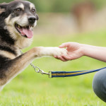 dog walking benefits