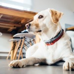 pet-friendly hotel
