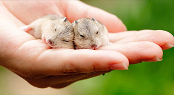 tiny pets tiny pets