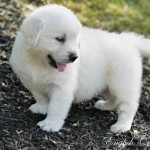 Cream Female Nina puppy