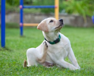 flea and tick control