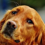 ear mites in dogs