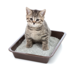 choosing right cat litter box