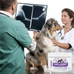 nootie glucosamine-chondroitin supplement