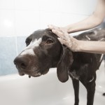 homemade dog shampoo benefits