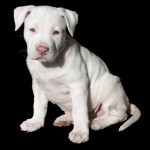 pit bull tips