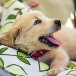 basic dog care tips