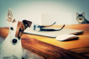 best pet tips