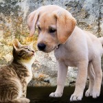 choosing the right pet