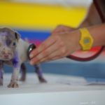 dog and vet