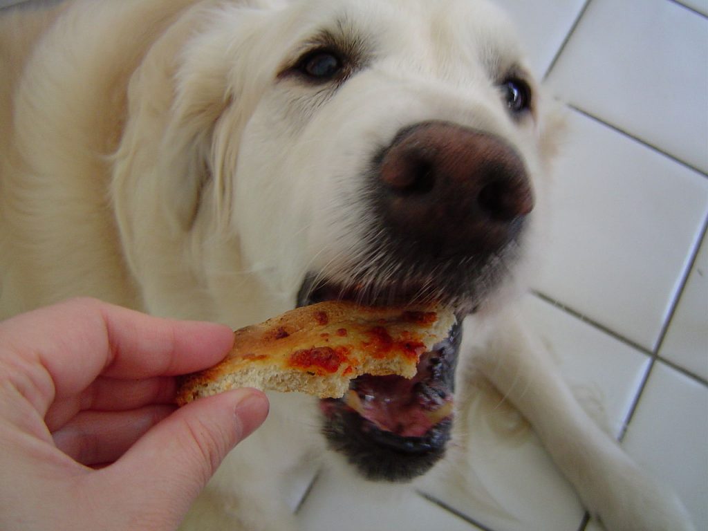 feed right food