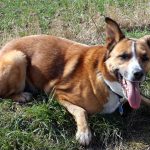 senior dog with arthritis