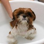 puppy hygiene
