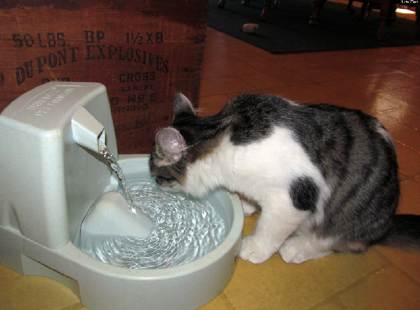 Make Sure Your Cat Drinks Enough Water