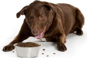 dog foods from Miracle Vet