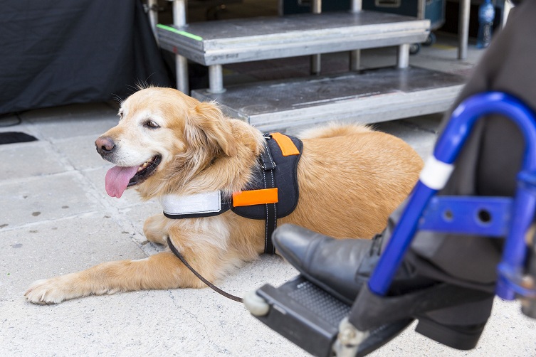 How to Make Your Dog a Service Dog